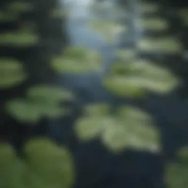 A close-up of tranquil water with floating leaves