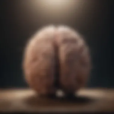 Brain Activity in Meditation Visualization of brain activity during meditation