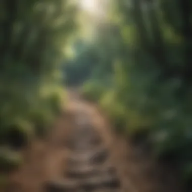 Wandering in Nature's Embrace Nature trail inviting solitude and peace