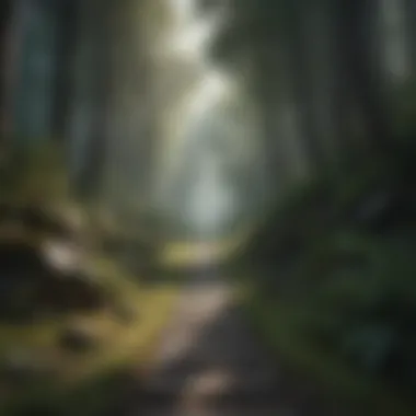 Journey to Calm A pathway leading into a tranquil forest