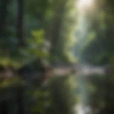 Nature Reflecting a Calm Mind Calm mind illustrated through nature