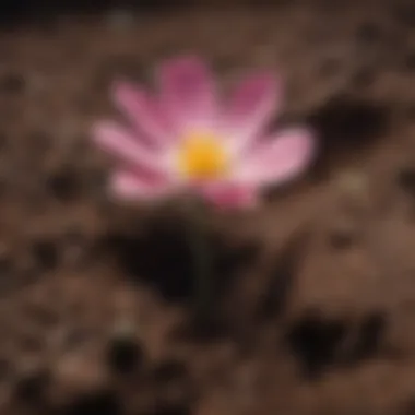 Resilience in Bloom A close-up of a blooming flower breaking through the soil, representing growth and resilience.