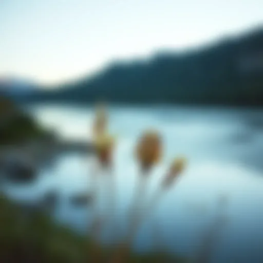 A serene landscape evoking tranquility and introspection