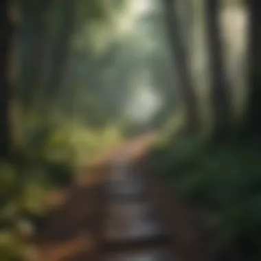 Journey Through the Present A path through a forest, inviting one to journey into the present.