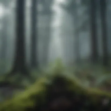 Introspection in Solitude A serene landscape depicting a misty forest, symbolizing introspection and solitude.